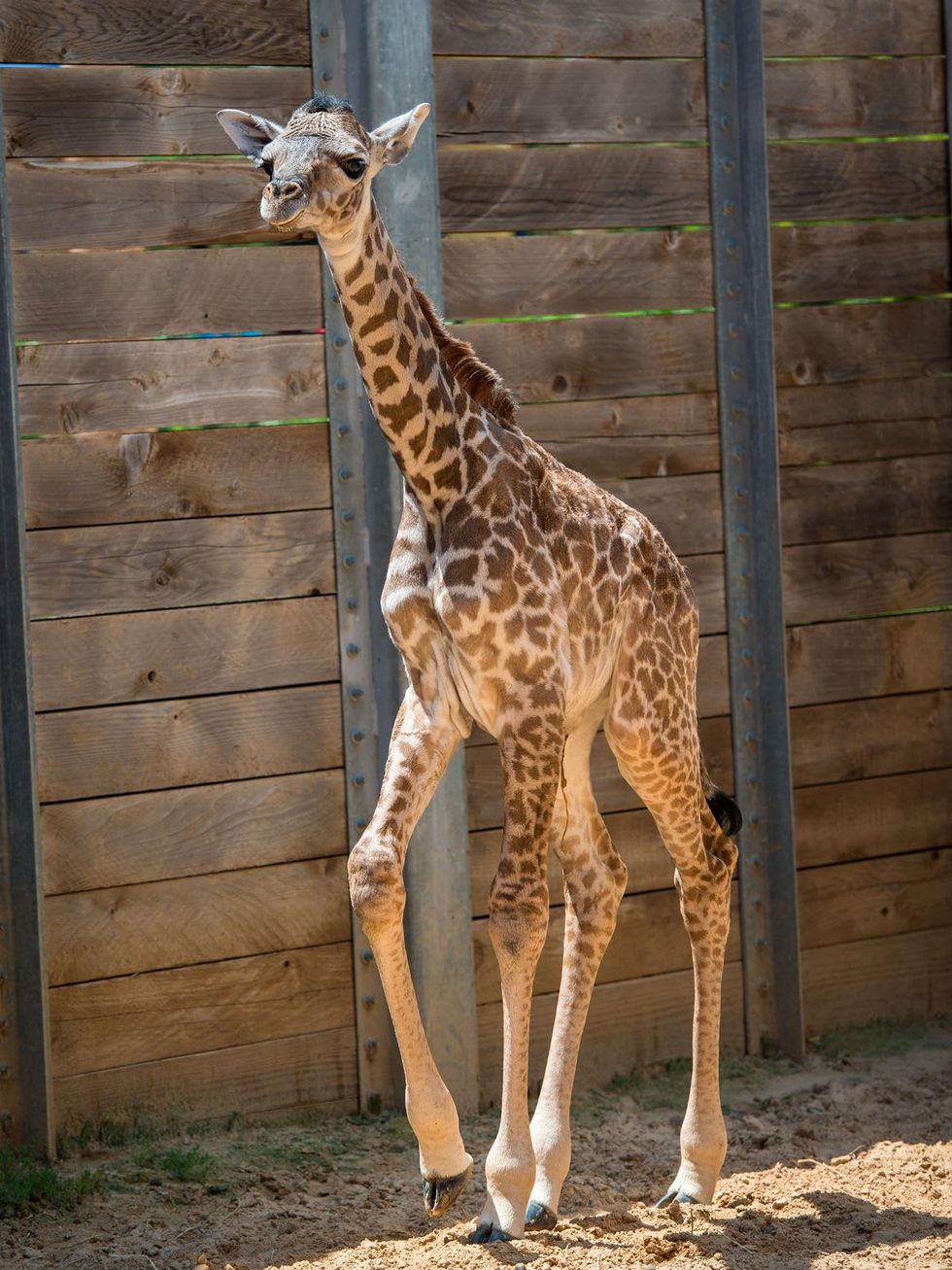 1 baby giraffe at Houston Zoo August 2014