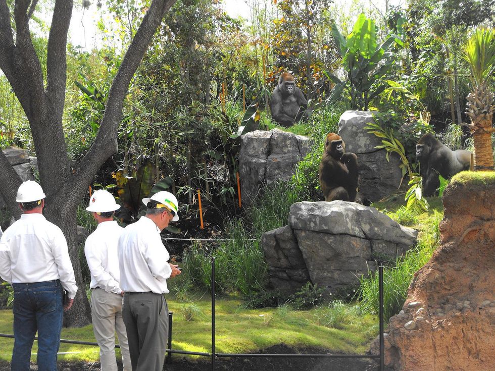 1 Houston Zoo Gorillas of the African Forest Phase 2 announcement May 2013