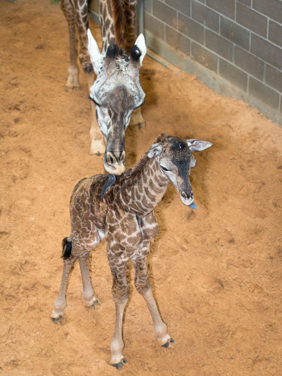 1 Houston Zoo Masai giraffe born to Tyra February 2014