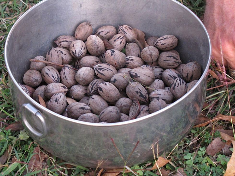 1 Katie on pecans November 2013 Pretty pecans