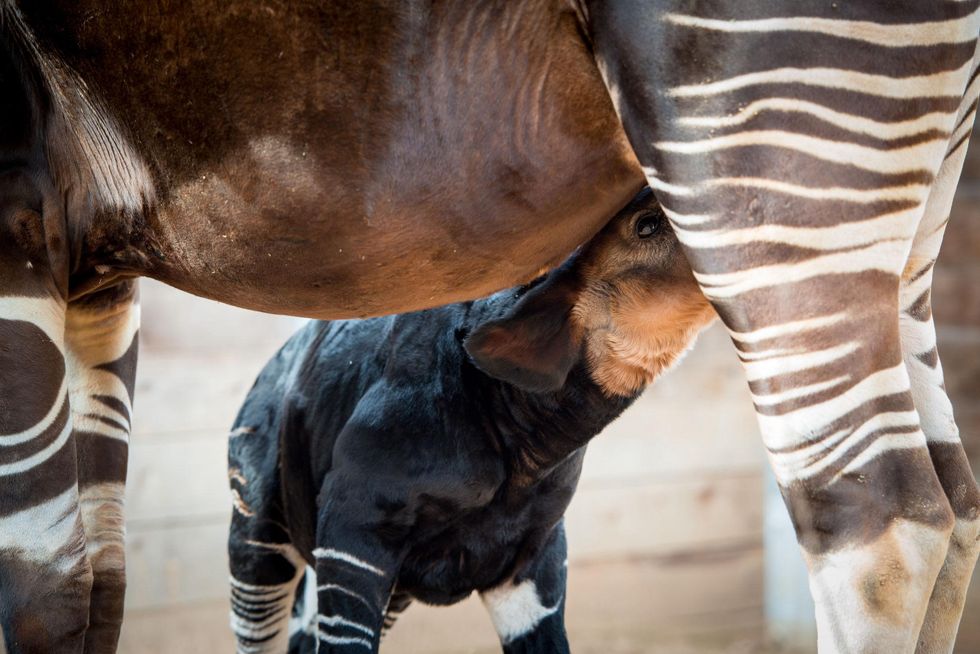 10 baby Okapi born at the Houston Zoo November 2014
