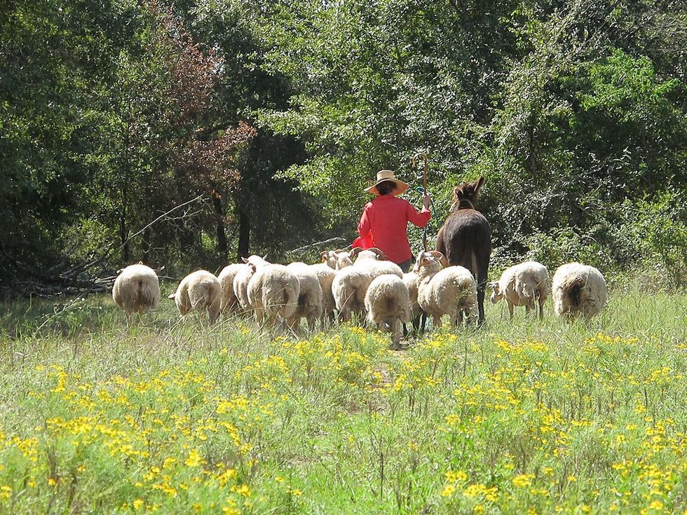 10 Katie Laughing Frog Farm October 2013 Kenan moving the Gulf Coast Native Sheep. \u201cRingo\u201d and \u201cDos\u201d assisting.
