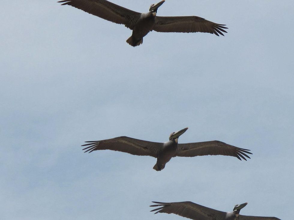 10 Katie Oxford Galveston birds and the oil spill April 2014 Brown Pelicans - Bolivar Flats