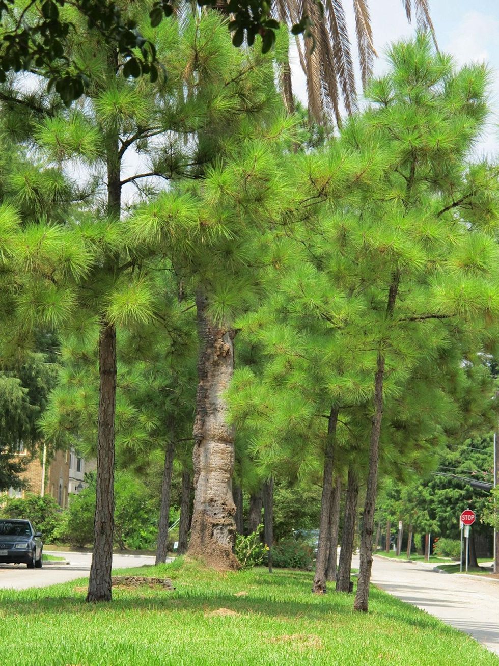 10. Katie Oxford Willem Kegge garden August 2014 Palm and Pines