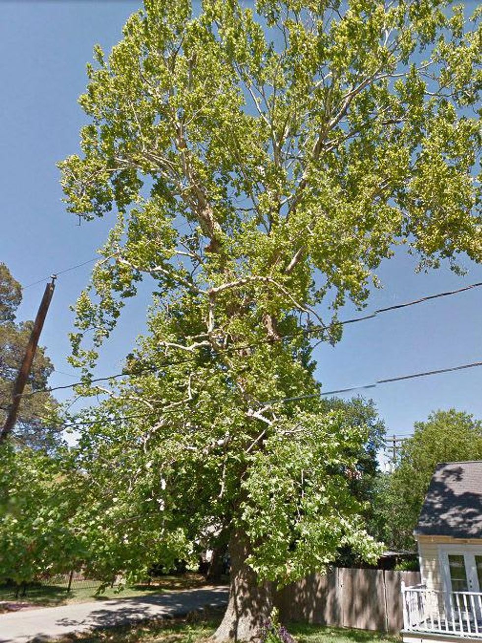 100-year-old American Sycamore tree at 2229 Oxford St. Houston Heights cut down June 2013 before