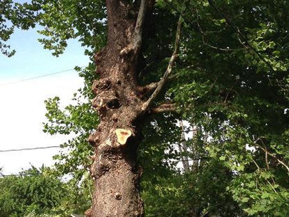 100-year-old American Sycamore tree at 2229 Oxford St. Houston Heights cut down June 2013 top of tree RUN FLAT