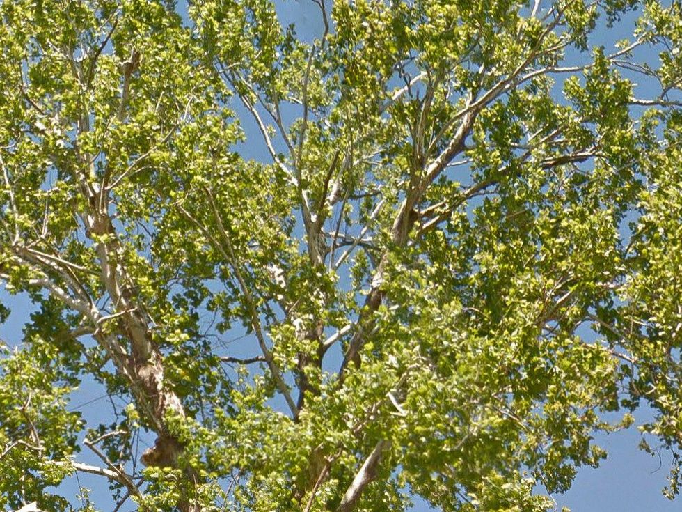 100-year-old American Sycamore tree at 2229 Oxford St. Houston Heights cut down June 2013 top of tree