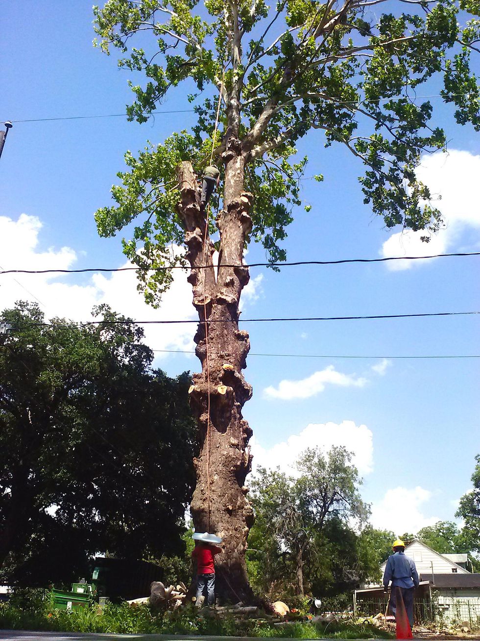 100-year-old American Sycamore tree at Oxford St. Houston Heights cut