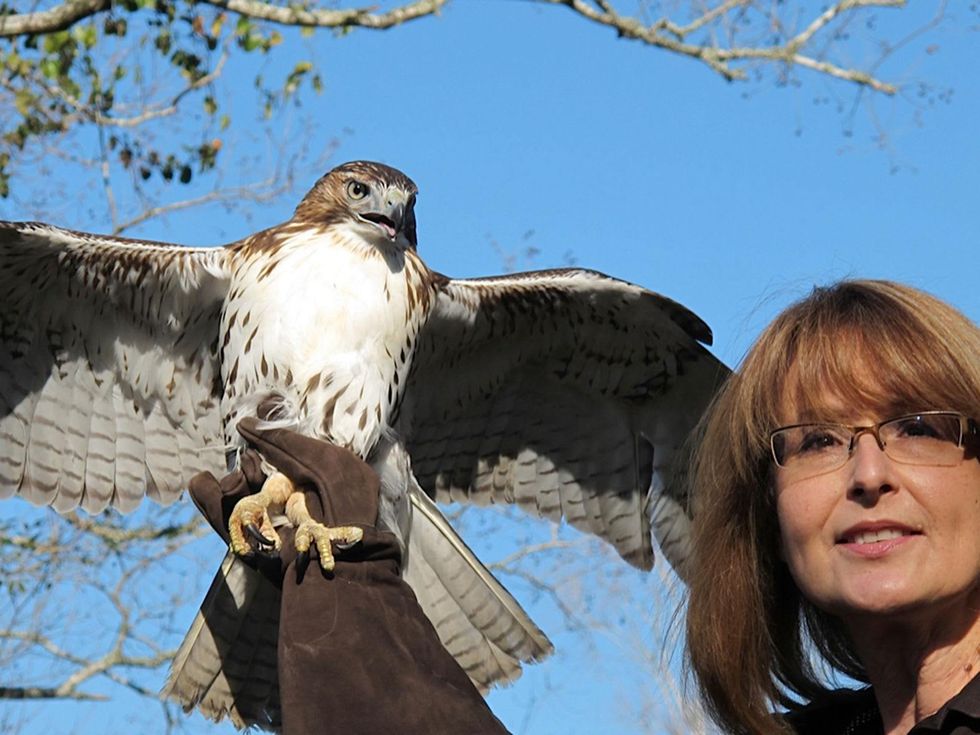 11 Katie Oxford Clear Creek Nature Center hawk release January 2014 red-tailed Hawk #1 and Sharon Schmalz