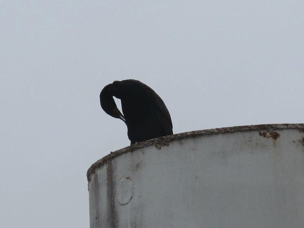 11 Katie Oxford Galveston birds and the oil spill April 2014 Bird bathing itself on top of bollard at Galveston Ferry