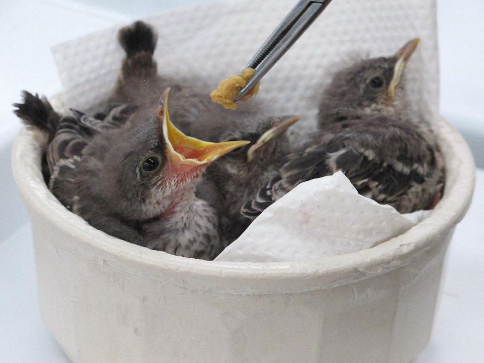 11 Katie Wildlife Center of Texas August 2013 Volunteer feeding baby Mockingbirds