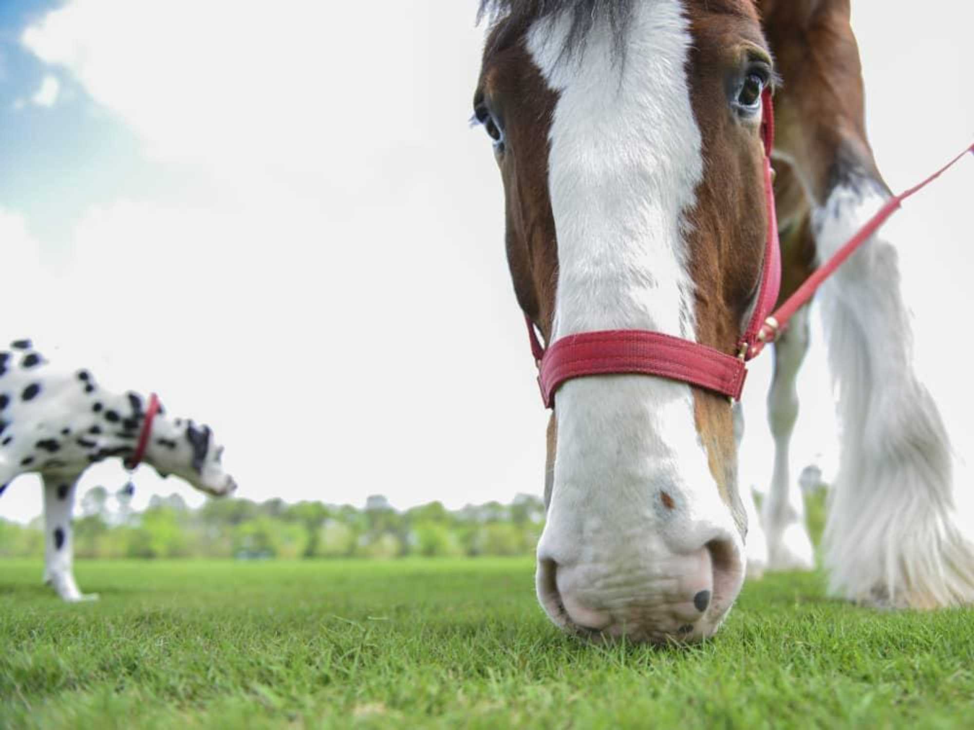 13 Budweiser Clydesdales at Opening Day March 2014