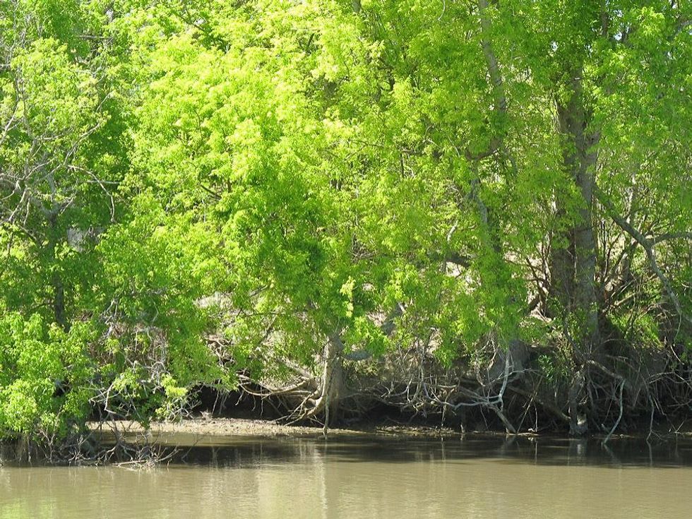 13 Katie Louisiana Revisited part 8 June 2013 Rickey Verrett \u201c...on the Bayou DuLarge, spring was breaking wide open.\u201d