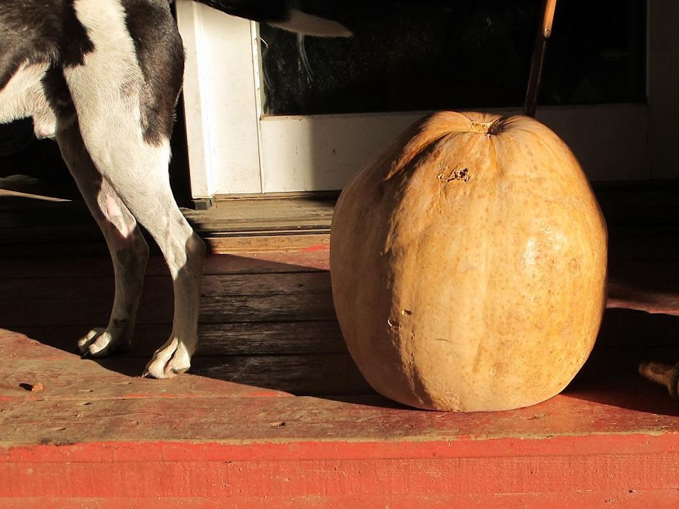 15 Katie Laughing Frog Farm October 2013 MOJO and Pumpkin