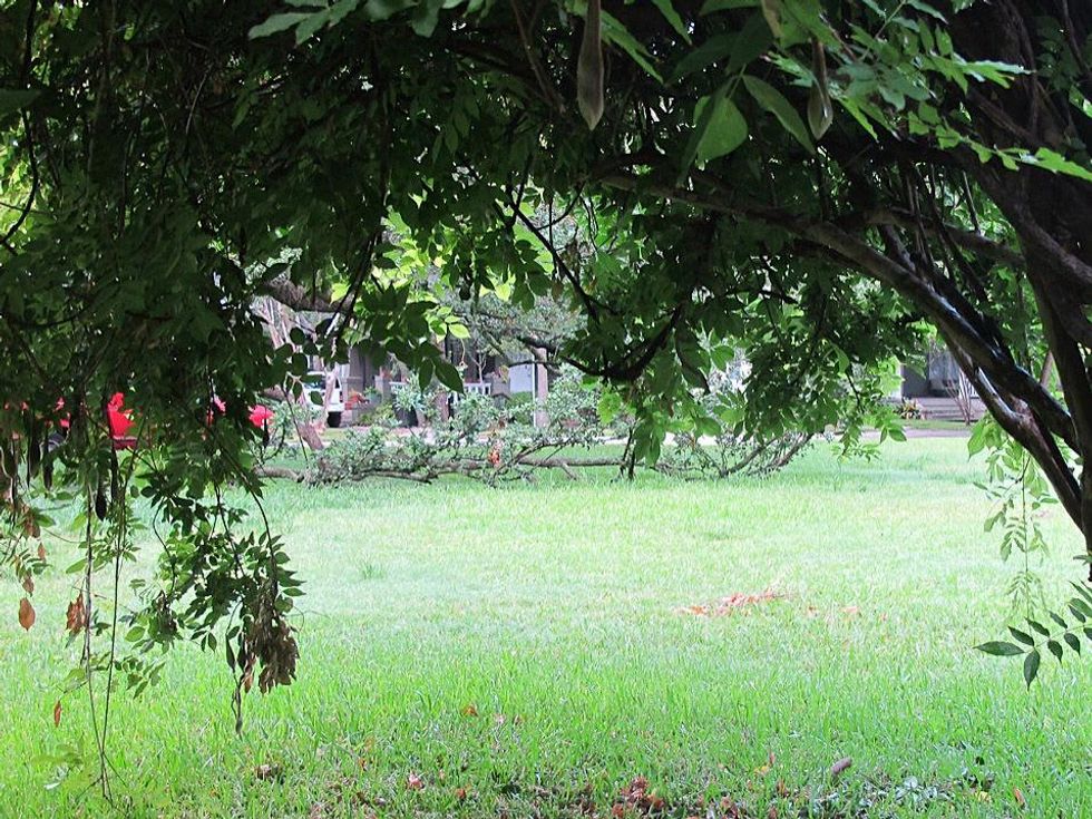 15 Katie live oak in Menil Park July 2013 Live Oak limbs used as a trampoline