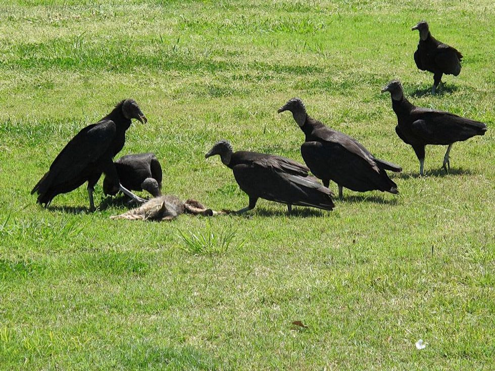 15 Katie Louisiana Revisited part 8 June 2013 Rickey Verrett Force of Nature on the Bayou DuLarge