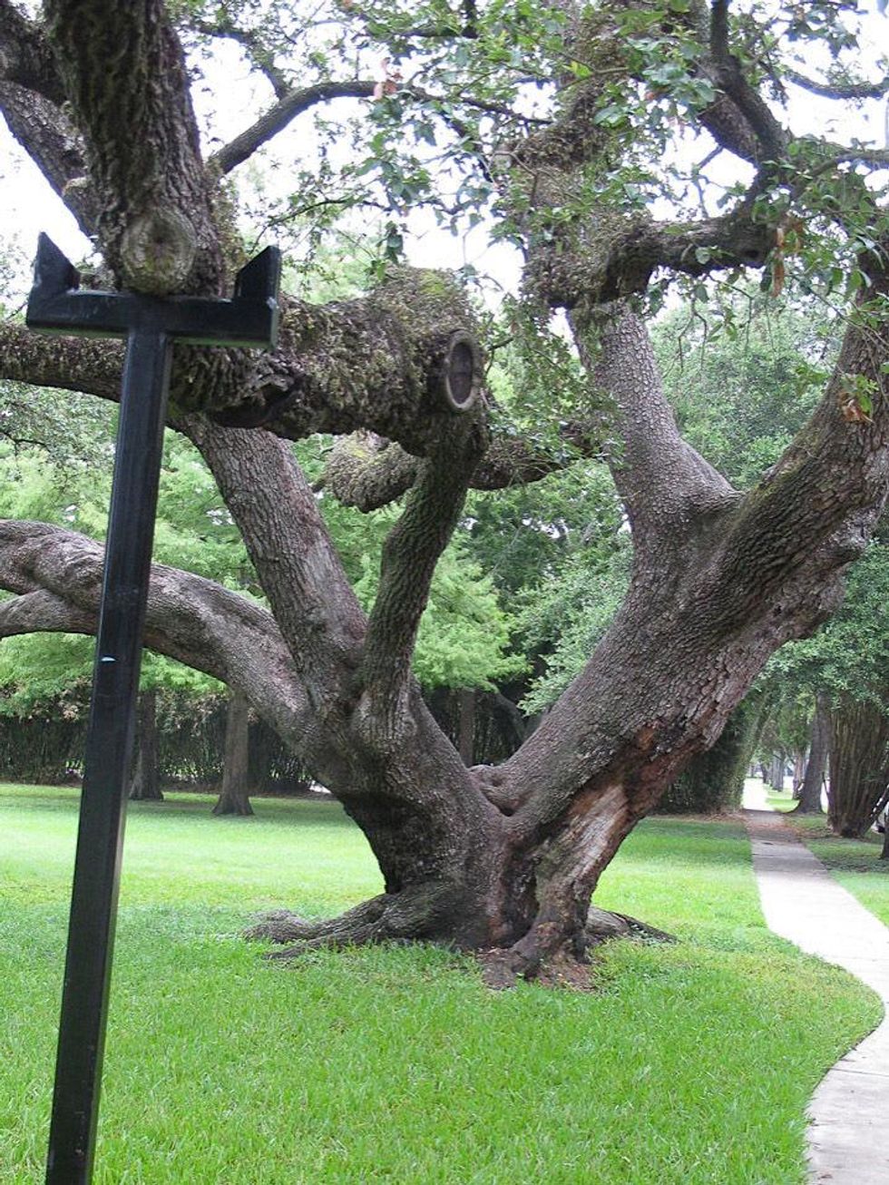 17 Katie live oak in Menil Park July 2013 \u201c...other factors like water lines and sidewalk construction have contributed to the trees\u2019 stress.\u201d