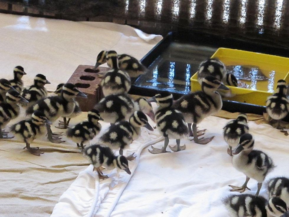 18 Katie Wildlife Center of Texas August 2013 Black-bellied Whistling Ducks