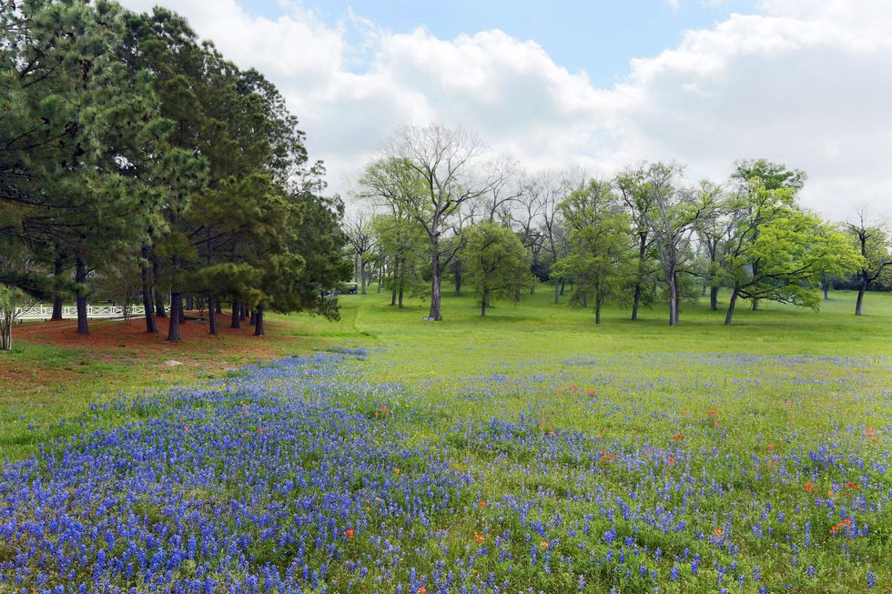 18 On the Market Morning Glory Farm in Brenham November 2014