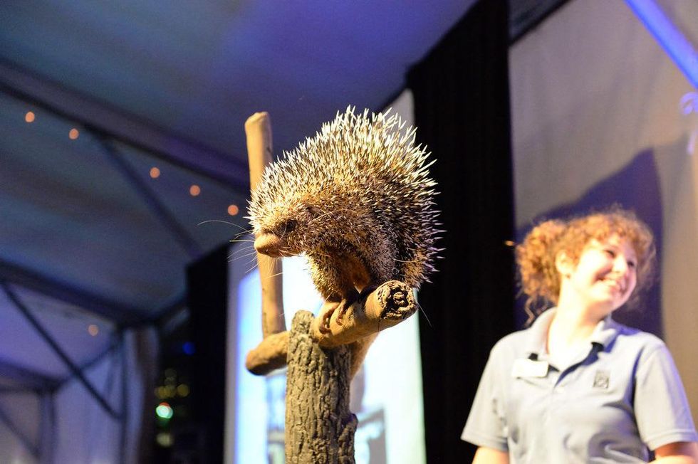 188 Norman the prehensile-tailed porcupine at the Houston Zoo Ambassadors Gala February 2015