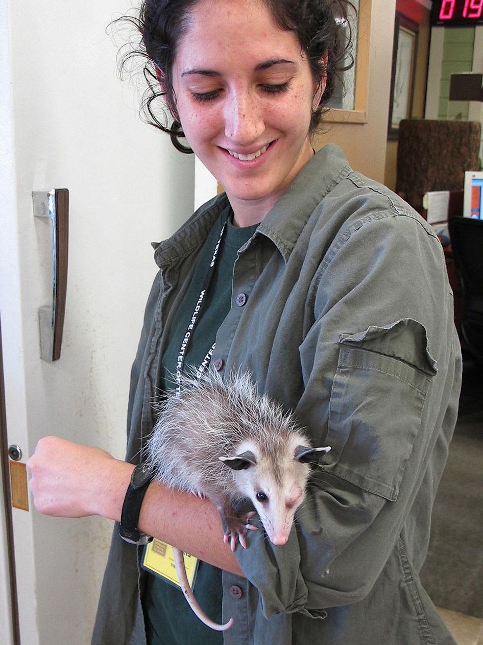 19 Katie Wildlife Center of Texas August 2013 Rebecca (volunteer) and Opossum missing an eye