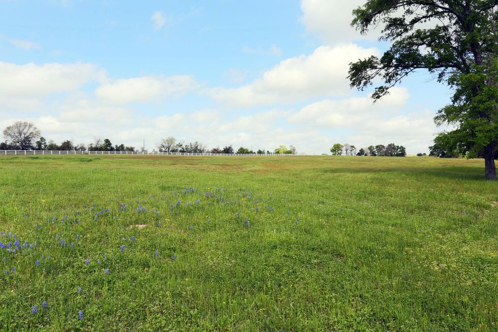 19 On the Market Morning Glory Farm in Brenham November 2014