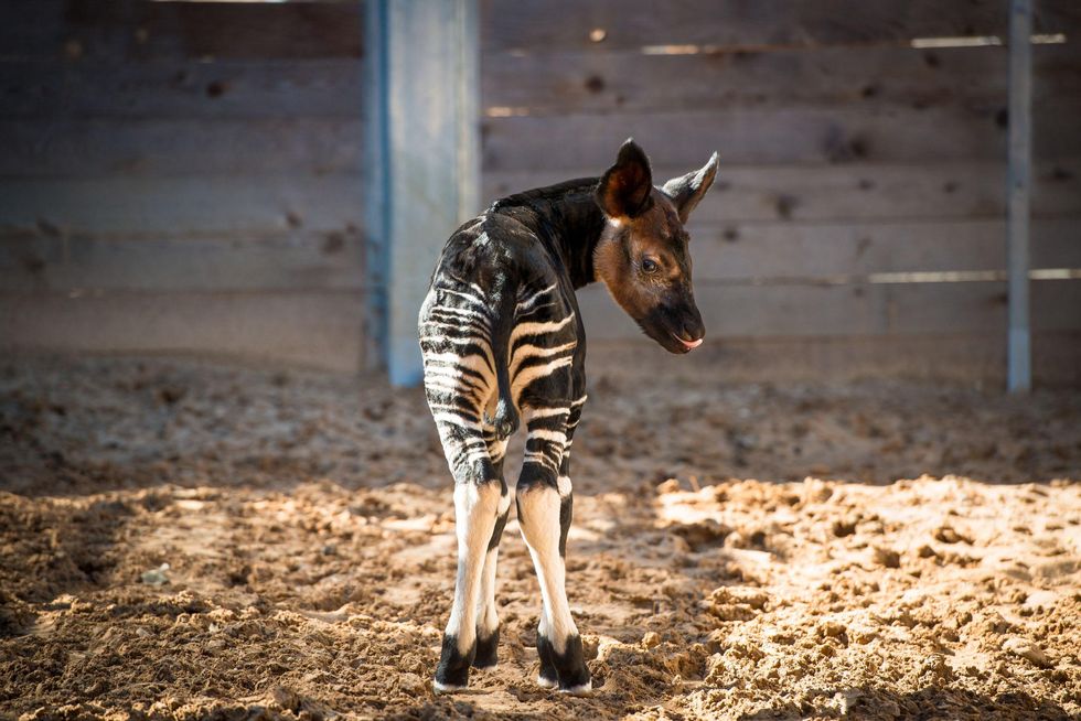 2 baby Okapi born at the Houston Zoo November 2014