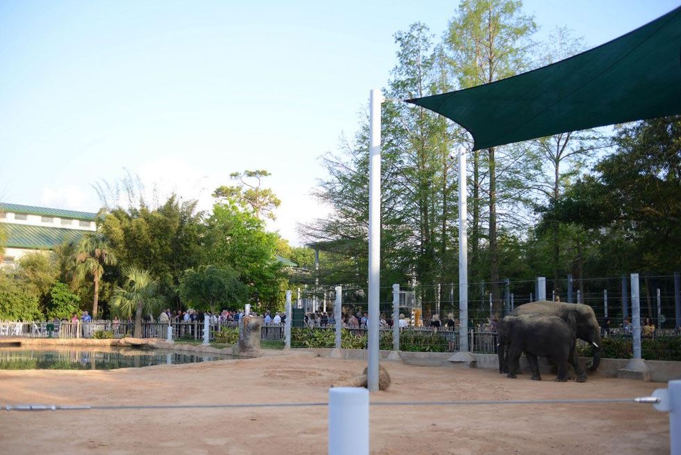 Dining with the elephants Houston Zoo VIPs enjoy quite a unique
