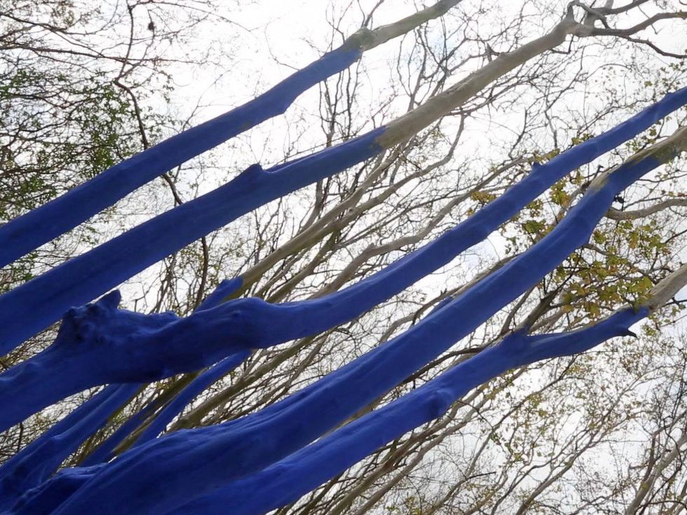 The real story behind those stunning blue trees in Houston Artist