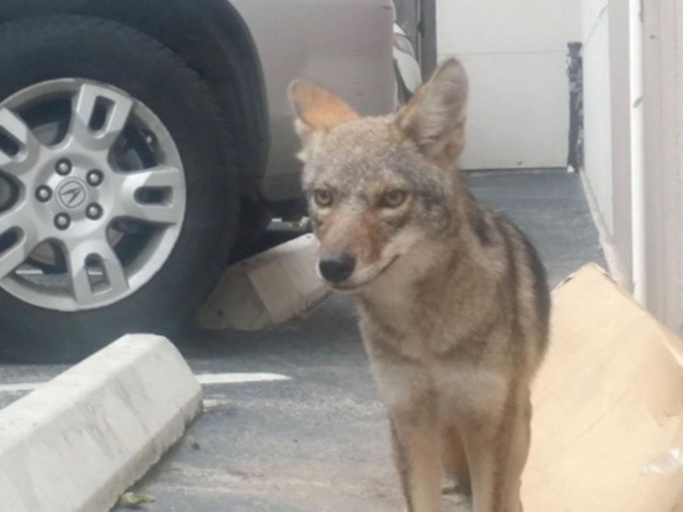 2 coyotes near Bayou Bend October 2014