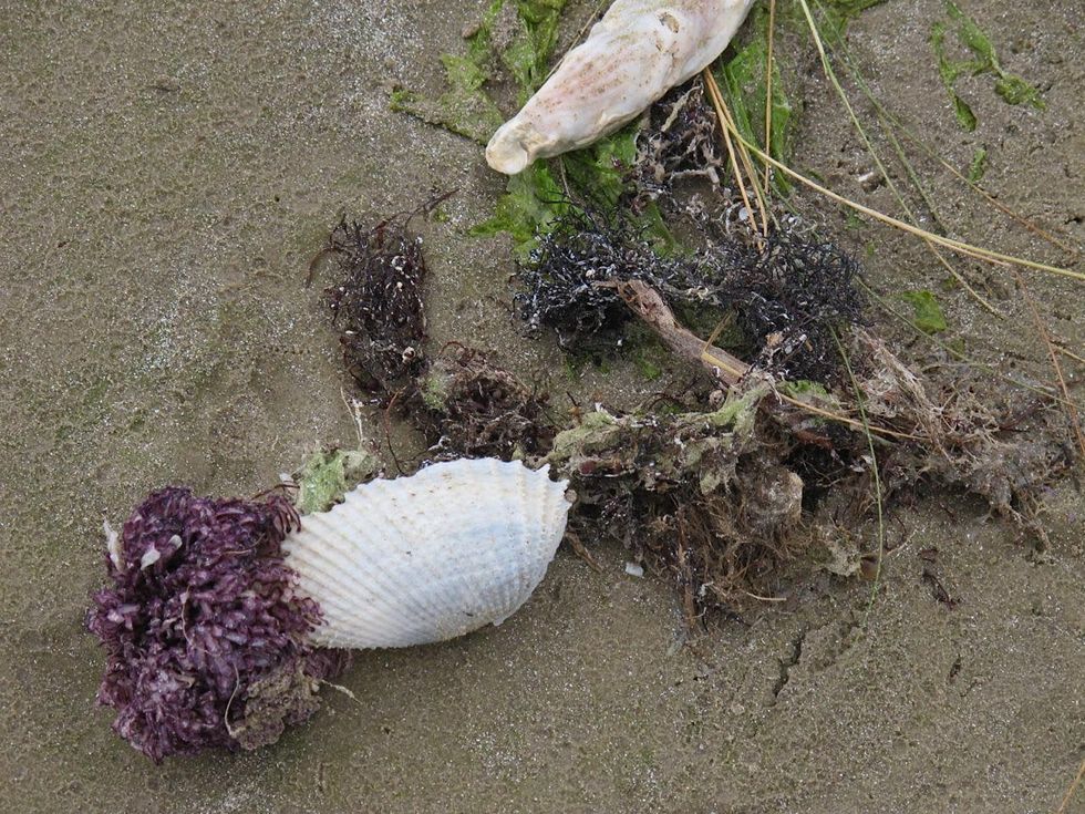 2 Katie Oxford seaweed April 2015 Seaweed was our seine.