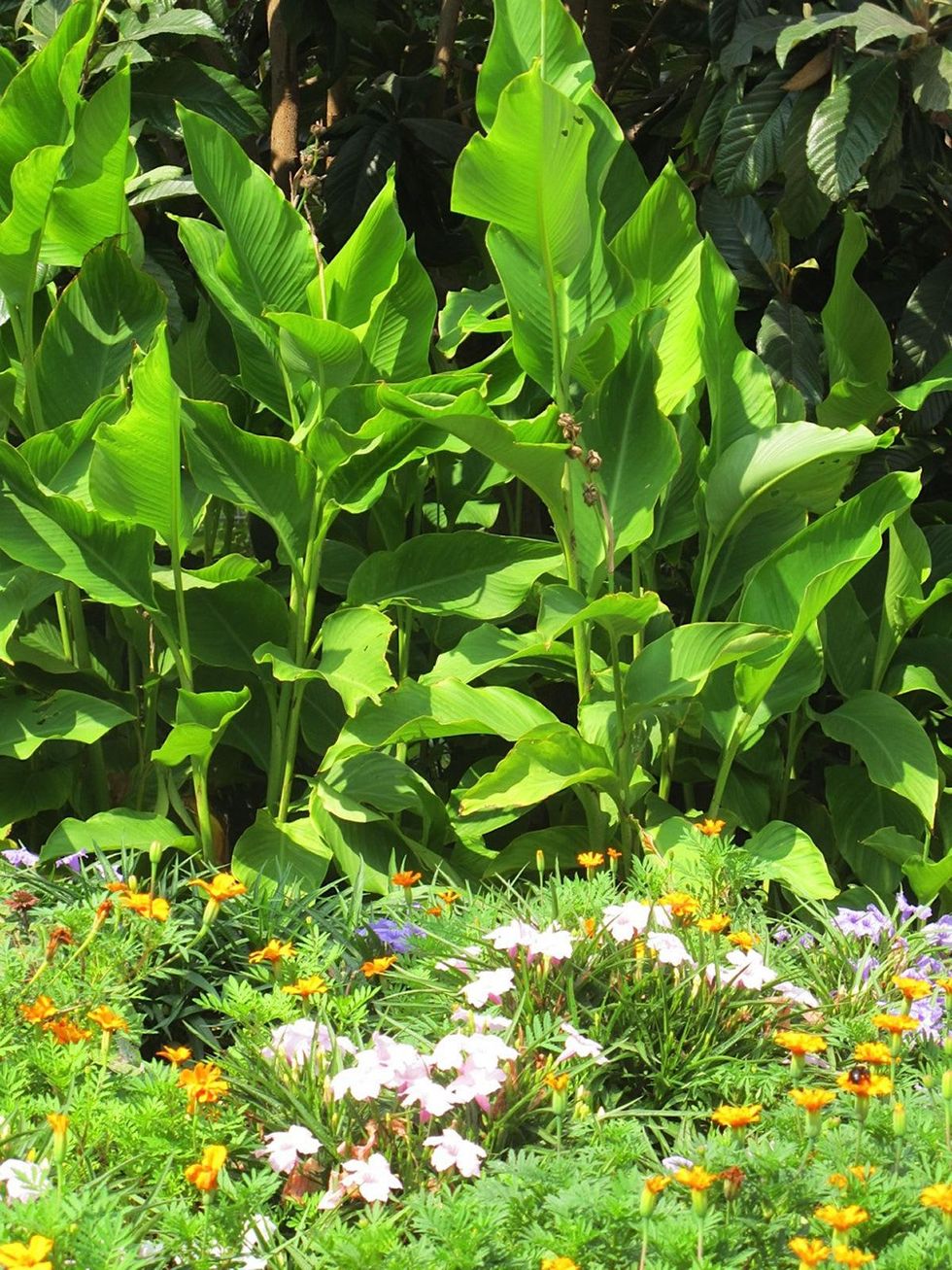 2. Katie Oxford Willem Kegge garden August 2014 The Bonnie Brae Esplanade