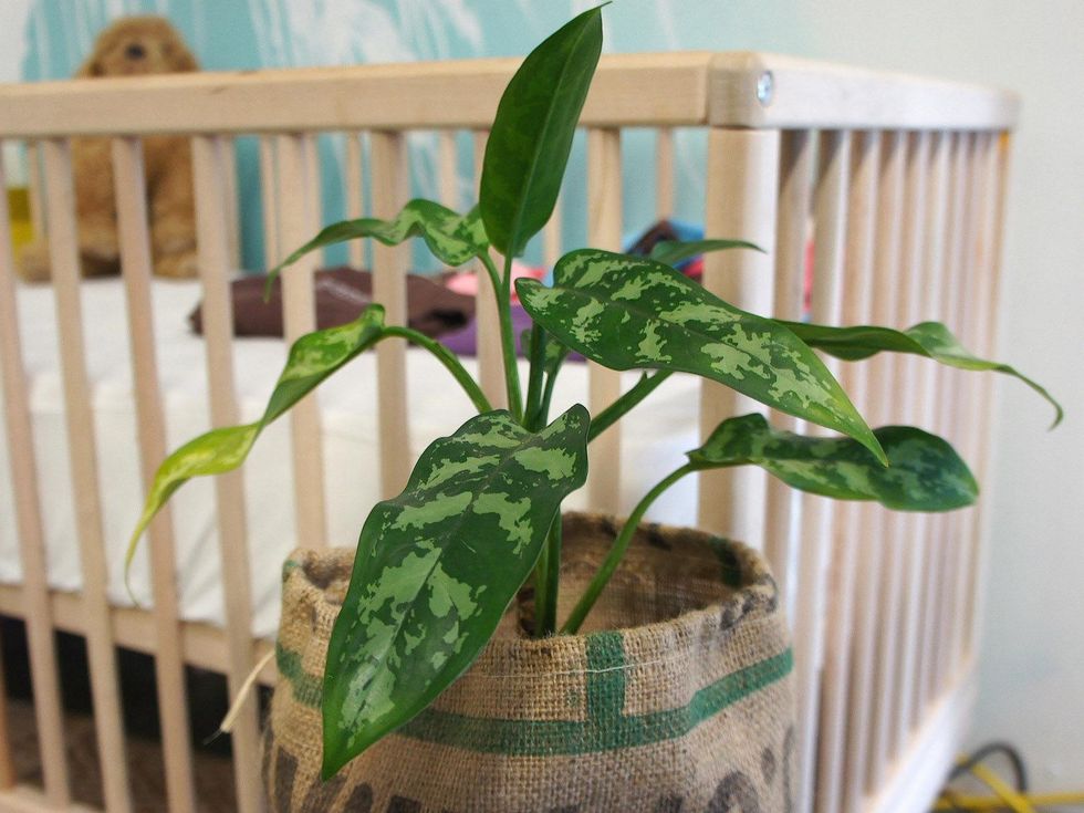 2, New Living, nursery products, baby, plant