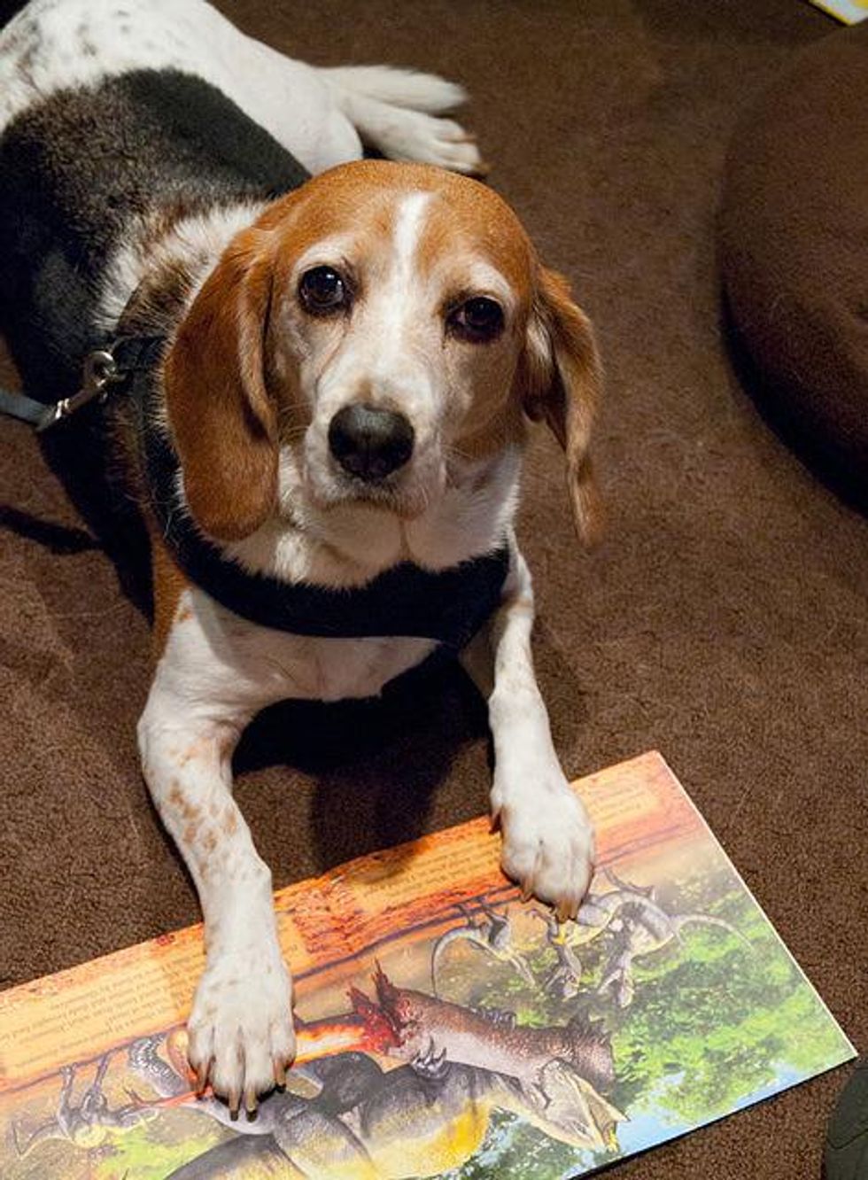 2 therapy dogs reading program at Houston Museum of Natural Science Sugar Land August 2013