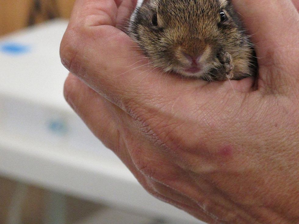 20 Katie Wildlife Center of Texas August 2013 Cottontail rabbit