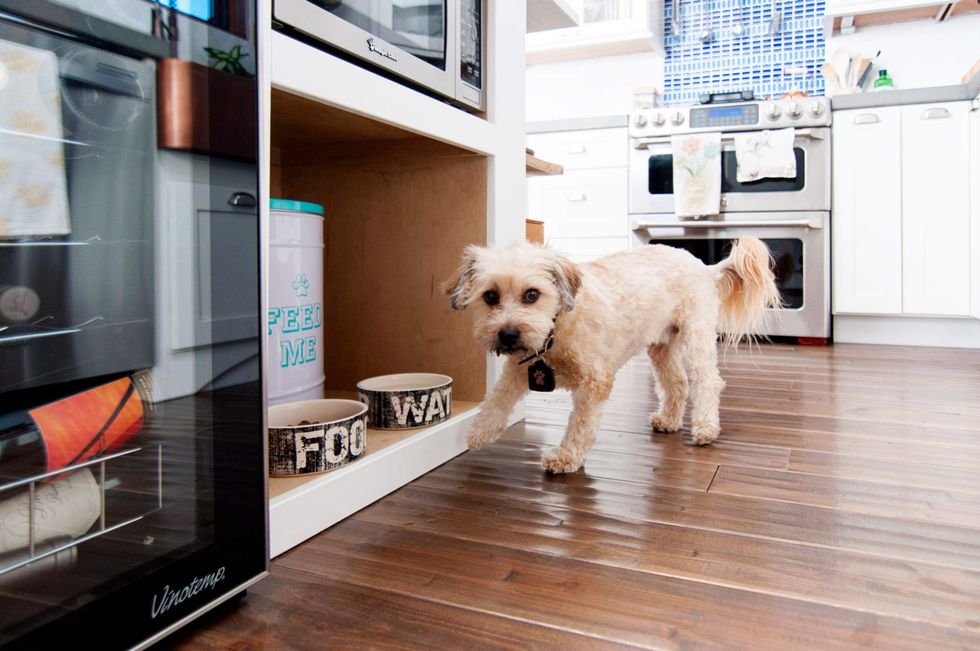 2024 U.S. Houzz Pets & the Home Study, updated pet-friendly flooring