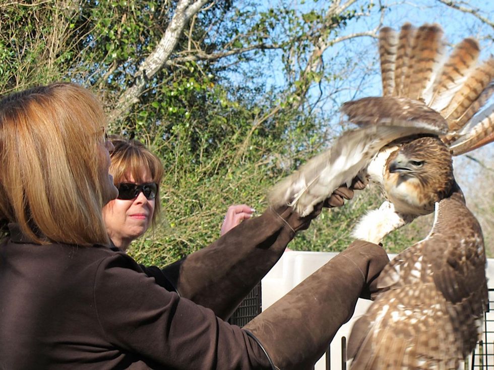 21 Katie Oxford Clear Creek Nature Center hawk release January 2014