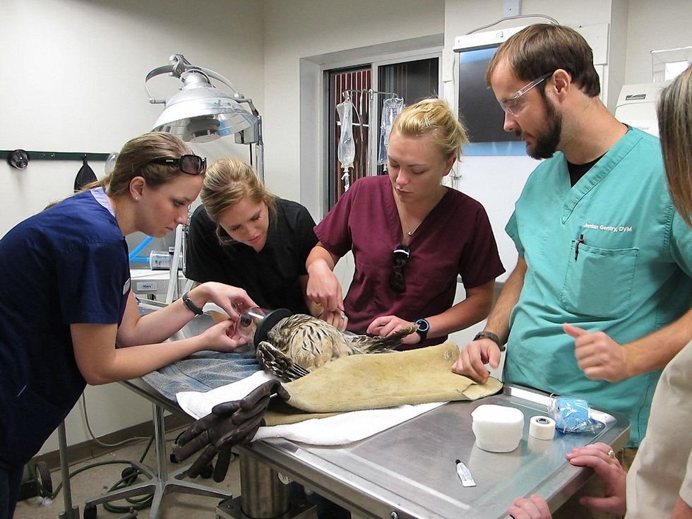 Saving All Critters Underrated Houston Wildlife Center Keeps Answering The Call Culturemap