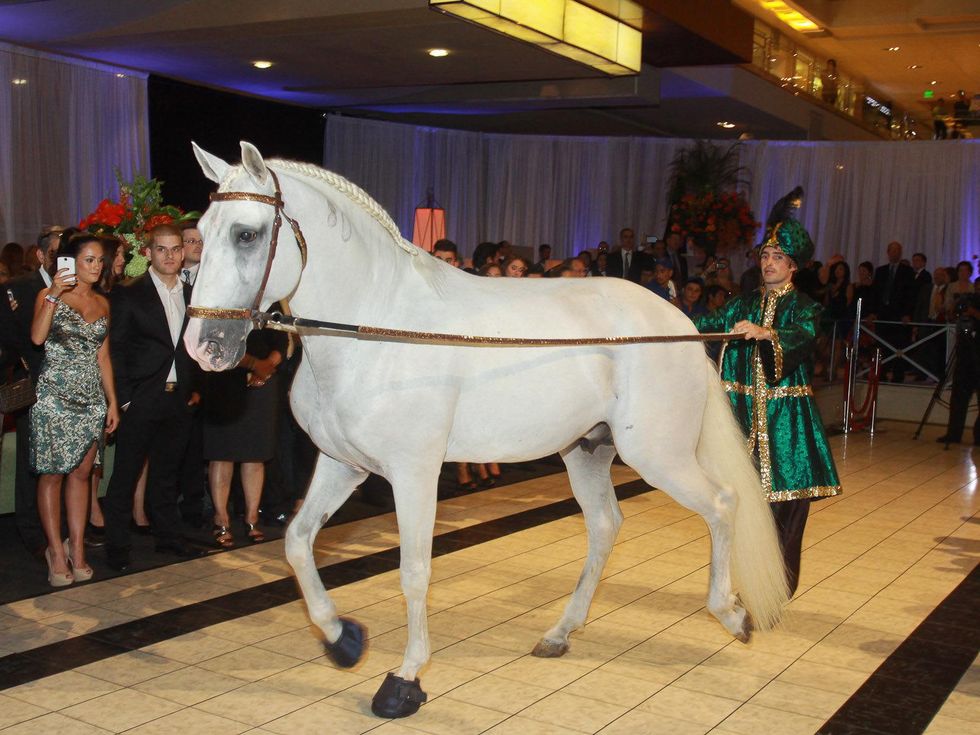 237 Arabian horse at the Houston Ballet Carnan Properties party