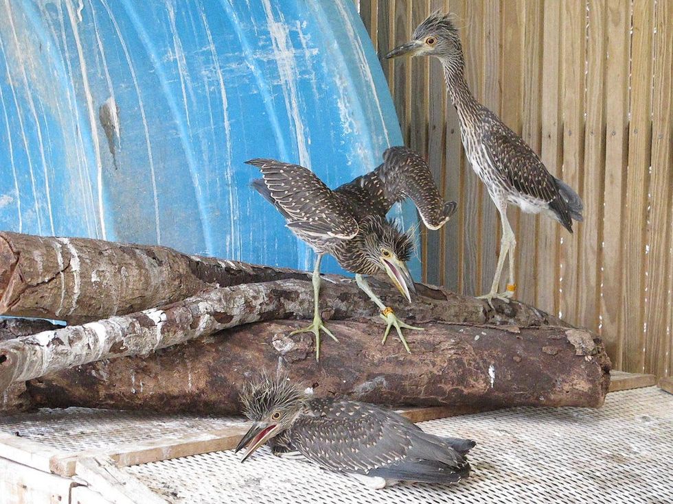 25 Katie Wildlife Center of Texas August 2013 Yellow-crowned Night Herons