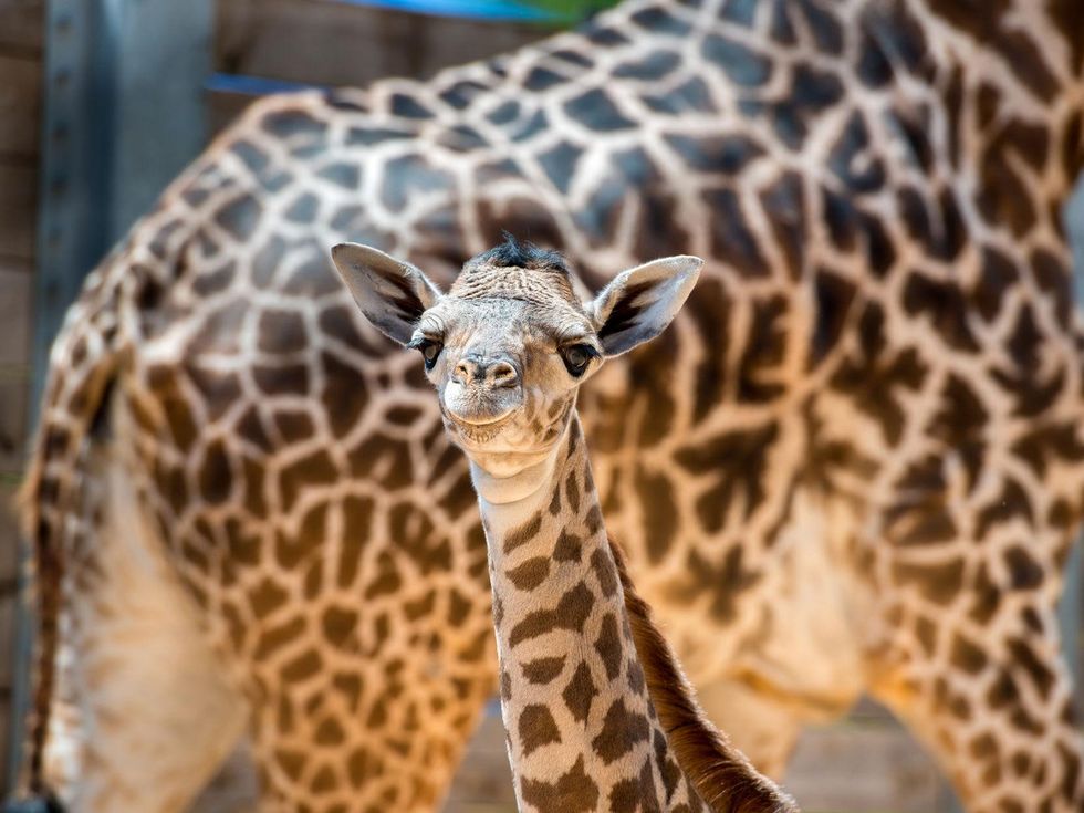 3 baby giraffe at Houston Zoo August 2014