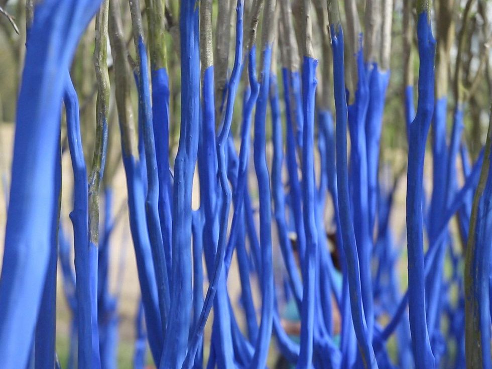 The real story behind those stunning blue trees in Houston Artist