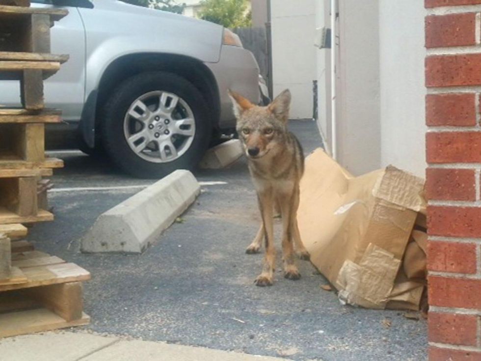 3 coyotes near Bayou Bend October 2014