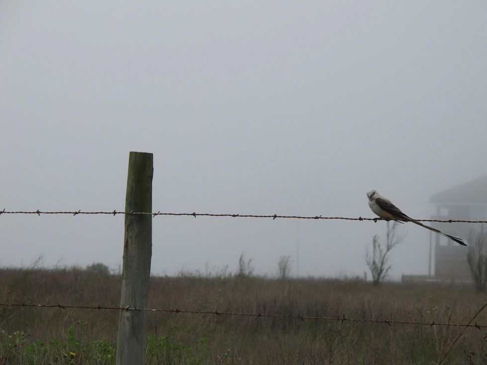 3 Katie Oxford Galveston birds and the oil spill April 2014 Worth protecting