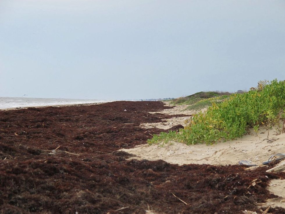 3 Katie Oxford seaweed April 2015 Seaweed builds beaches.