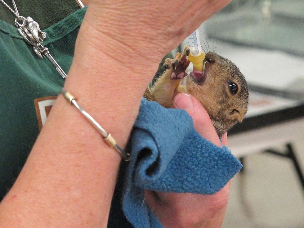 3 Katie Wildlife Center of Texas August 2013 Volunteer feeding baby squirrel