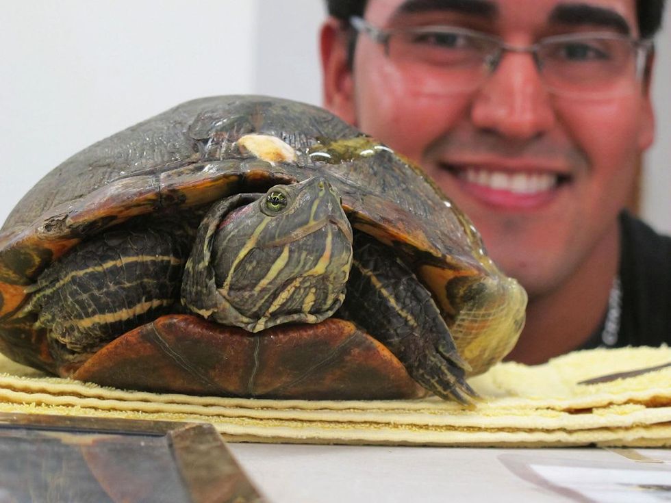 3. Red-eared Slider and volunteer, Urie Zavala Katie Oxford Wildlife Center of Texas December 2014