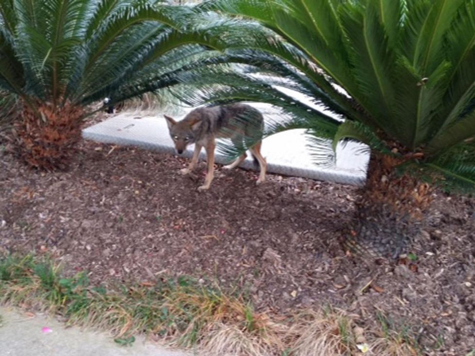 4 coyotes near Bayou Bend October 2014