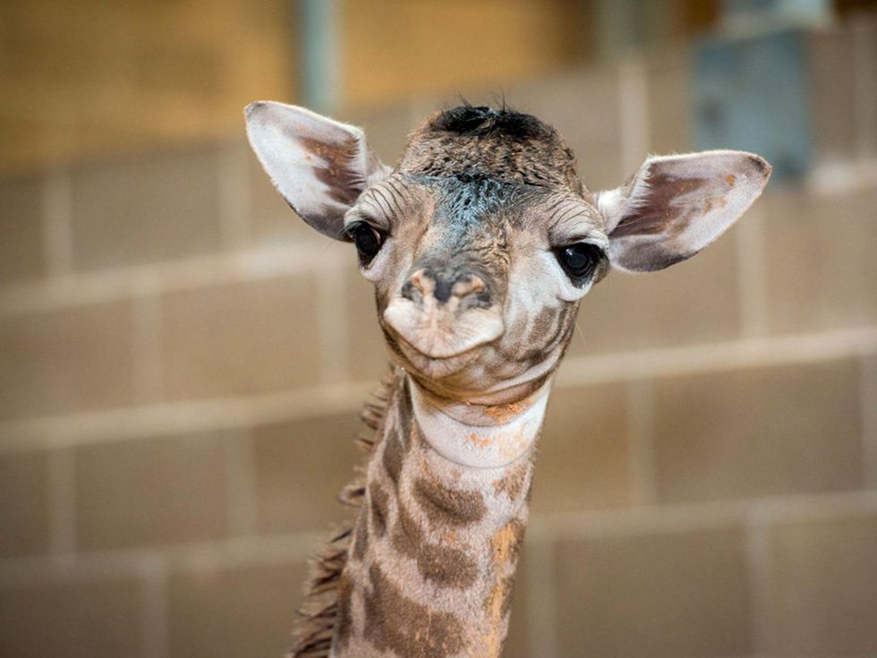 4 Houston Zoo Masai giraffe born to Tyra February 2014