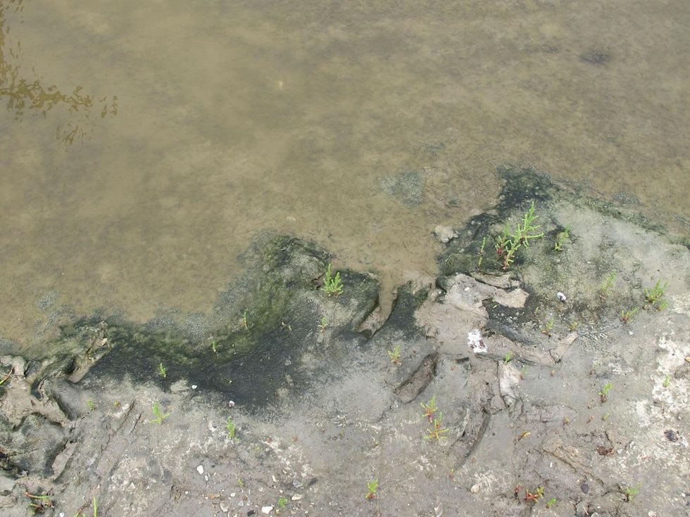 4 Katie Oxford Galveston birds and the oil spill April 2014 At the end of a nameless road on the East Bay side, Bolivar peninsula or could it be a satellite view of planet earth?